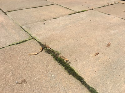 moss in pavers