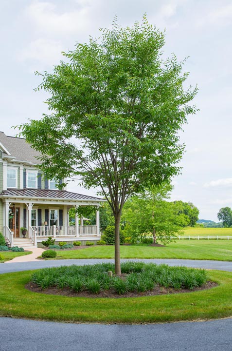 Large Tree Planting: Costs, Considerations, and What's Right for Your Lancaster or Reading, PA Home